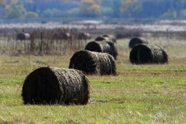 Стога с сеном в Приморском крае
