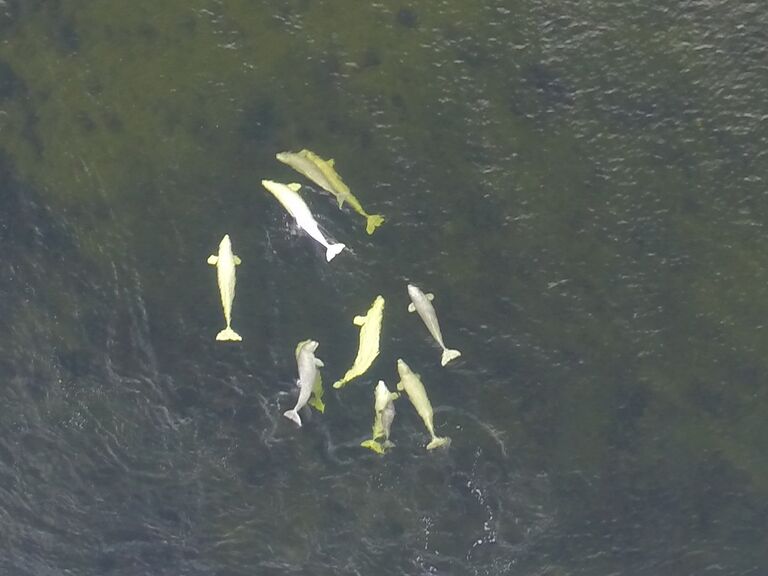 Белухи на Чукотке Белухи на Чукотке