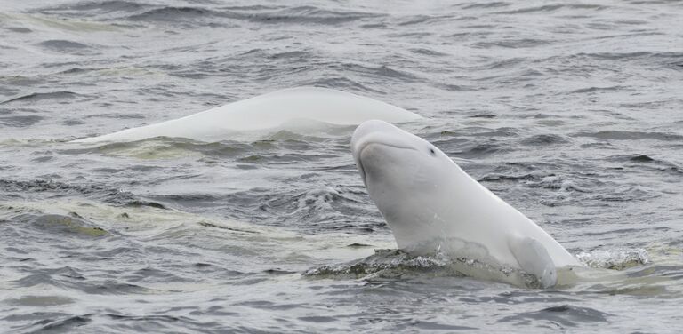 Соловецкие белухи Соловецкие белухи
