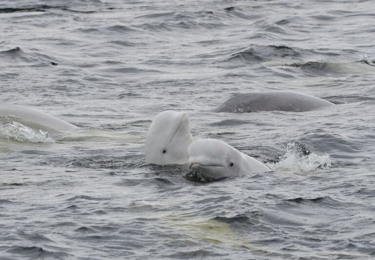Соловецкие белухи Соловецкие белухи
