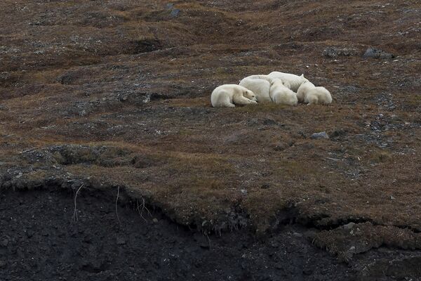 Уникальное скопление белых медведей на острове Врангеля