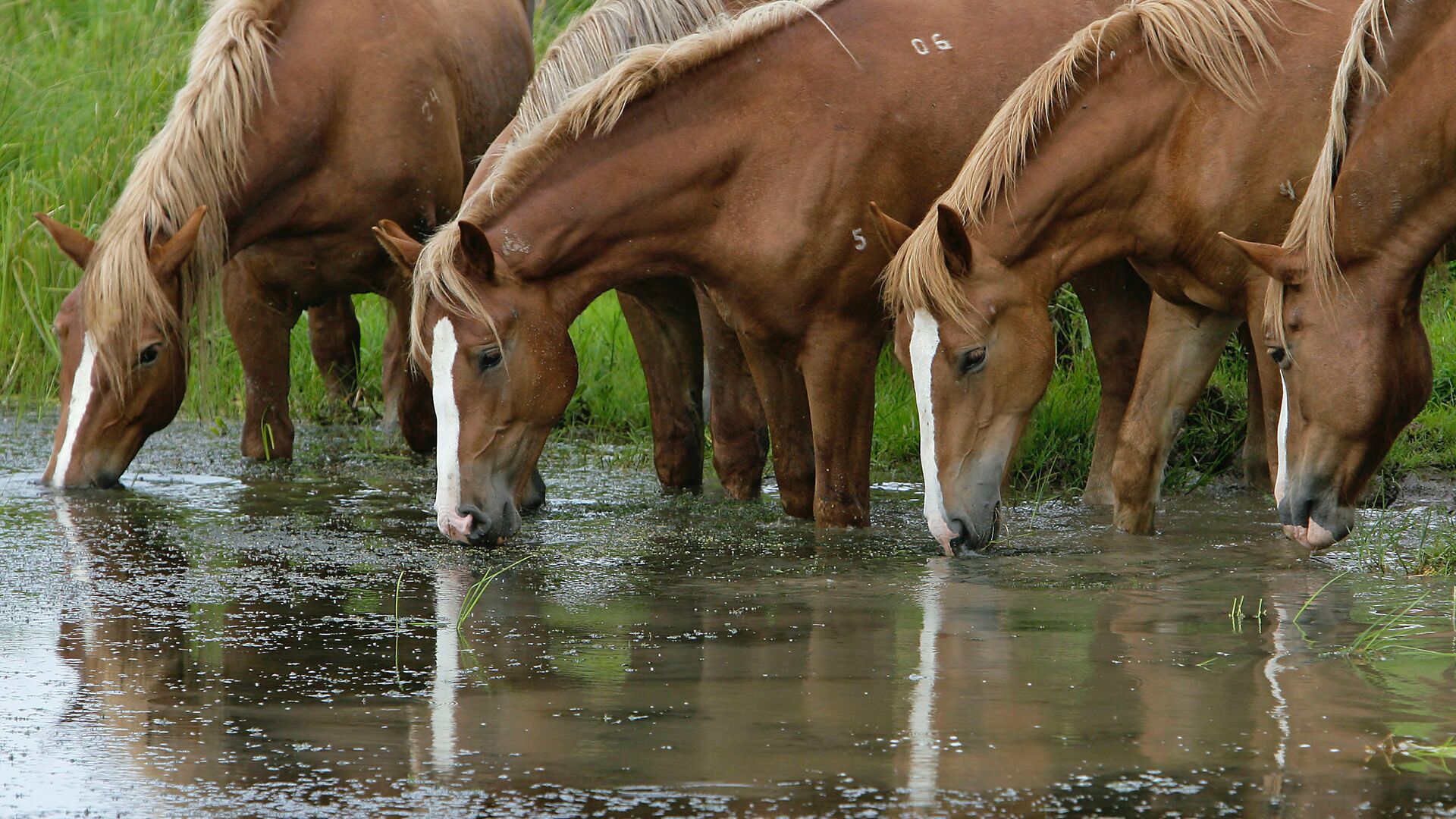 Лошадь пьет воду. Лошади 1000 лет назад.