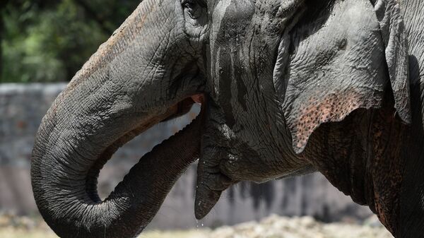 Слон пьет воду в Национальном зоологическом парке в Нью-Дели. Архивное фото