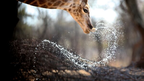Жираф на водопое. архивное фото