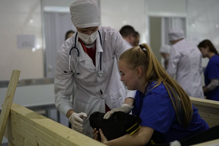 V Национальный чемпионат WorldSkills в Краснодаре. Соревнования в компетенции Ветеринария