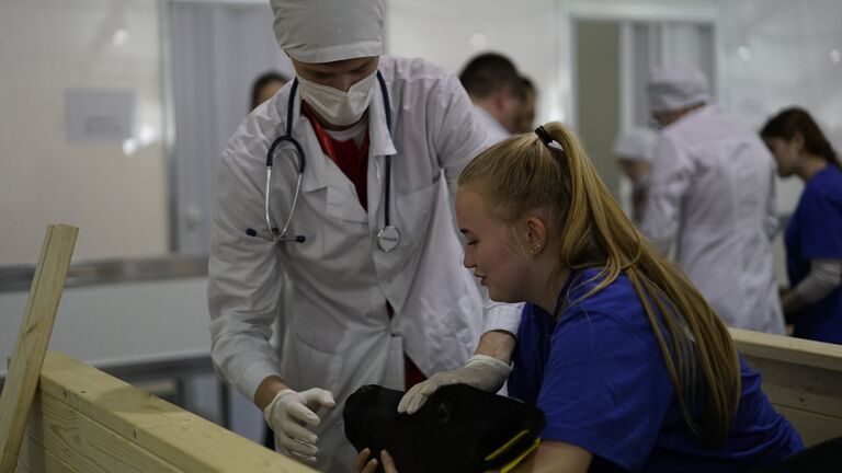 V Национальный чемпионат WorldSkills в Краснодаре. Соревнования в компетенции Ветеринария