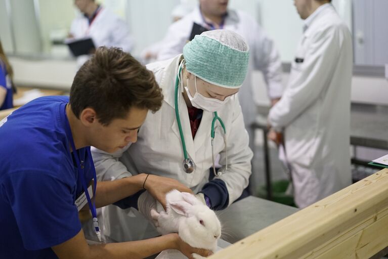 V Национальный чемпионат WorldSkills в Краснодаре. Соревнования в компетенции Ветеринария