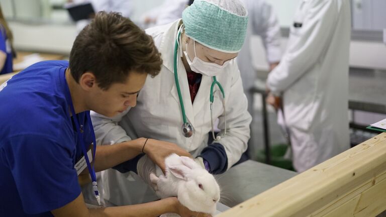 V Национальный чемпионат WorldSkills в Краснодаре. Соревнования в компетенции Ветеринария