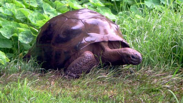 Старейшая в мире черепаха Джонатан