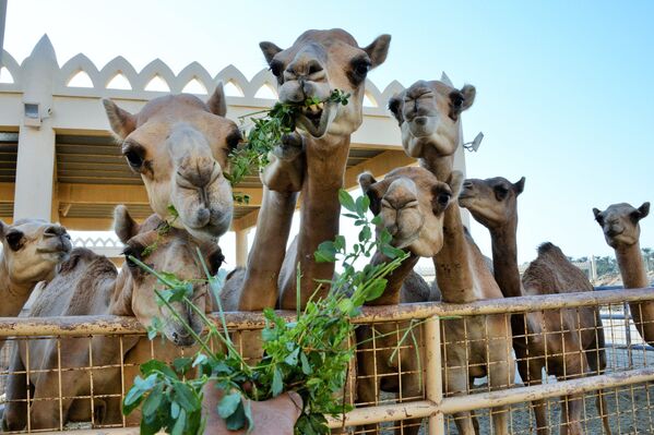 Королевская верблюжья ферма в Бахрейне