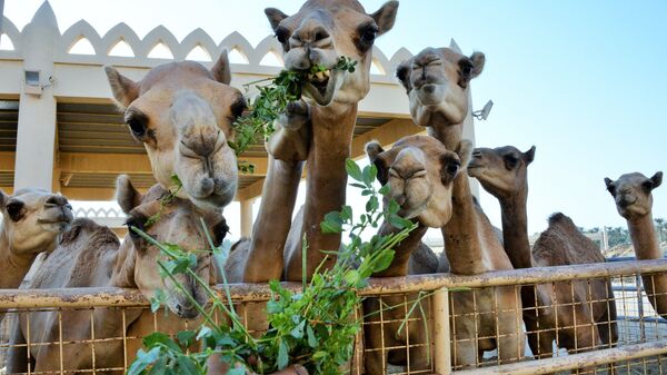 Королевская верблюжья ферма в Бахрейне
