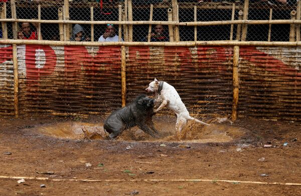Собака во время битвы с кабаном, известной как аду багун в Индонезии