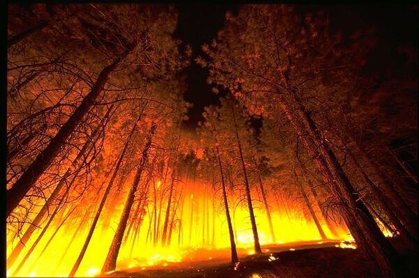 Пожар в лесу. Архив