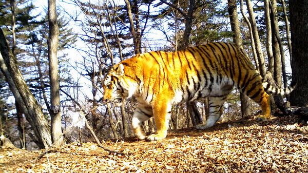 Амурский тигр, зафиксированый на тропе «Земли леопарда»