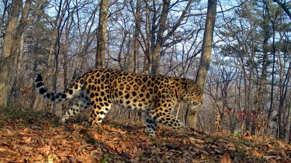 Дальневосточный леопард, зафиксированый на тропе «Земли леопарда». Архивное фото