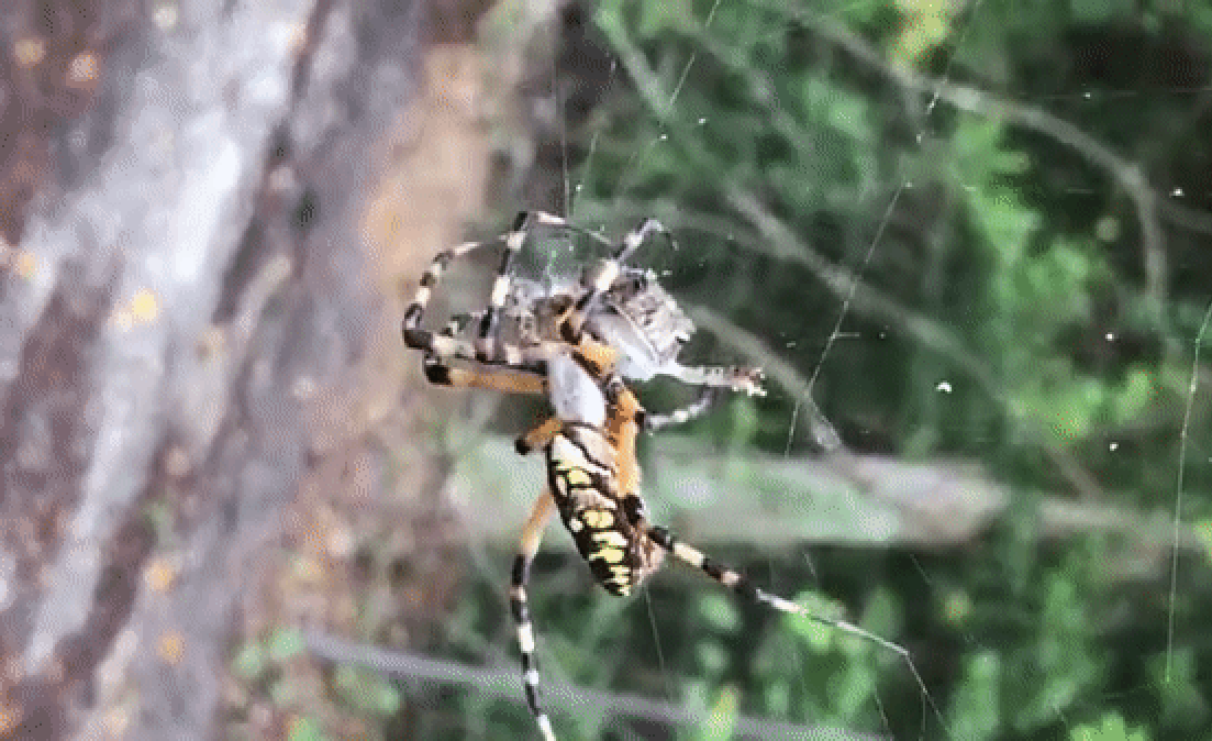 Житель США заснял беспощадную атаку паука на лягушку