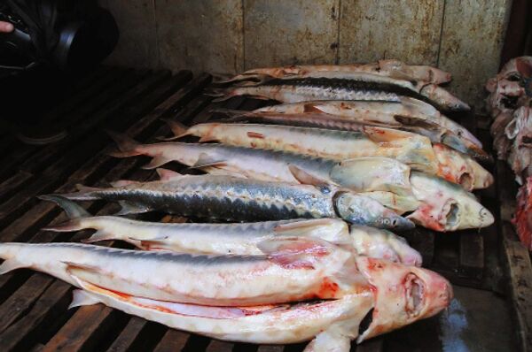 В Приморье на озере Ханка изъяты более 20 сетей китайских браконьеров