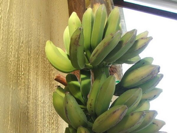 В Великобритании выросли бананы