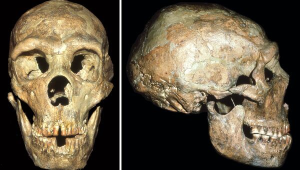 Череп глухого неандертальца, найденный в пещере Шанидар на севере Ирака