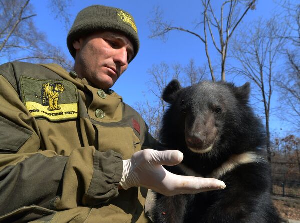Сотрудник Приморского сафари-парка кормит детеныша гималайского медведя