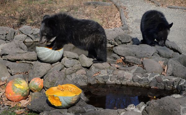 Детеныши гималайского медведя в вольере Приморского сафари-парка