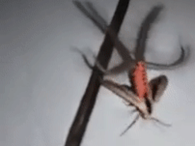 «Как пришелец»: пользователей сети поразило видео с необычным насекомым