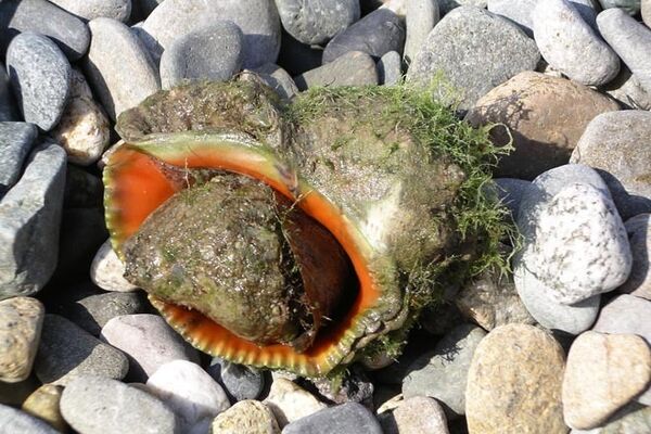 Хищный моллюск - рапан 