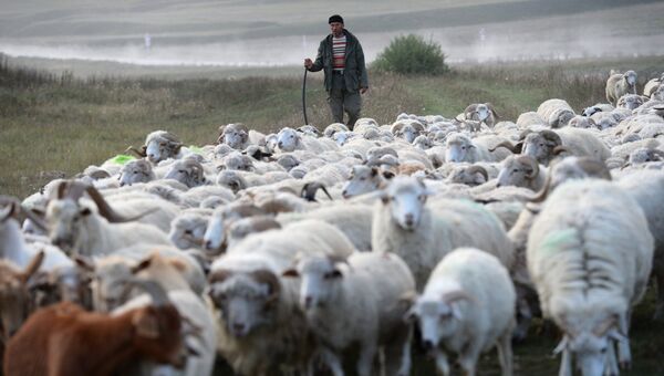 Местный житель пасет баранов в Республике Дагестан. Архивное фото