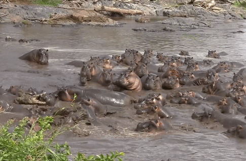 30 бегемотов против крокодила в Южной Африке