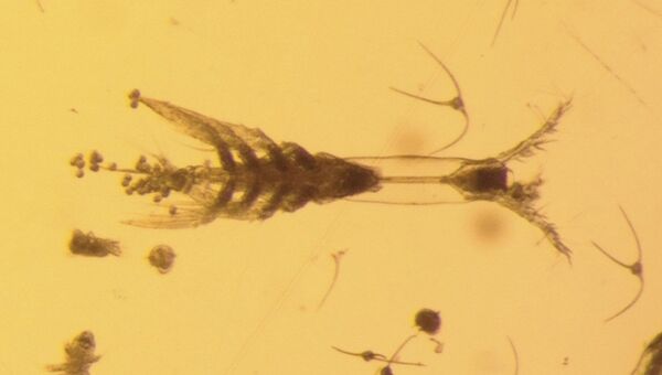 Членистоногое Monstrillopsis planifrons, обнаруженное канадскими учеными в водах Арктики