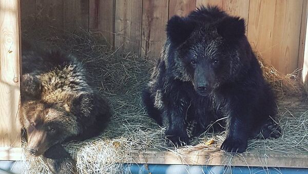 Два бурых медвежонка Миша и Маша в Приморском сафари-парке