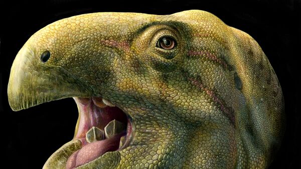 Так художник представил себе динозавра Matheronodon provincialis, чьи зубы никогда не становились тупыми