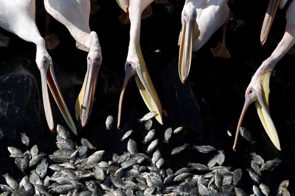 Мигрирующие пеликаны во время кормления в Израиле