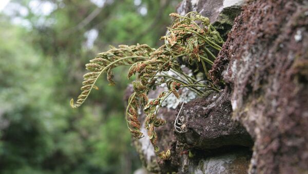 Вымирающий папоротник вида Asplenium auritum