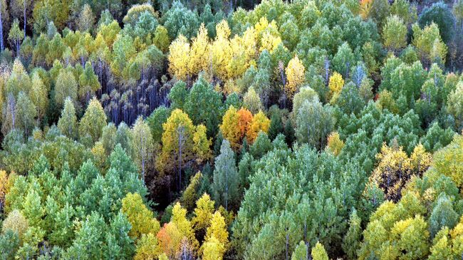 Утверждена новая Стратегия развития лесного комплекса до 2030 года