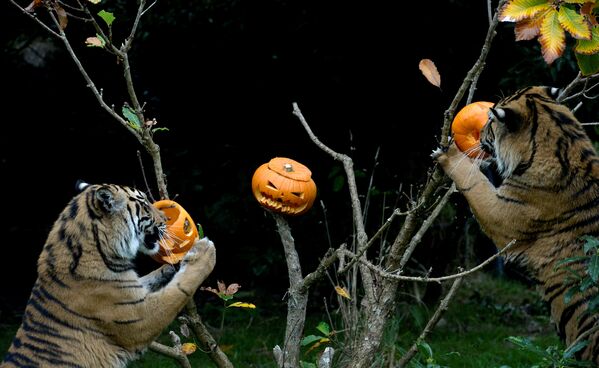 Тигры во время ежегодного мероприятия накануне Хэллоуина в Лондонский зоопарке