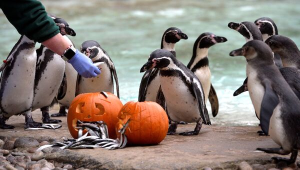 Пингвины Гумбольдта во время ежегодного мероприятия накануне Хэллоуина в Лондонский зоопарке