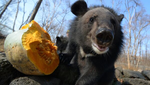 Детеныш гималайского медведя ест тыкву в вольере Приморского сафари-парка
