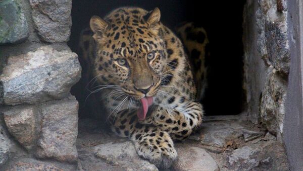 Амурский леопард по кличке Хан в Калининградском зоопарке. Архивное фото