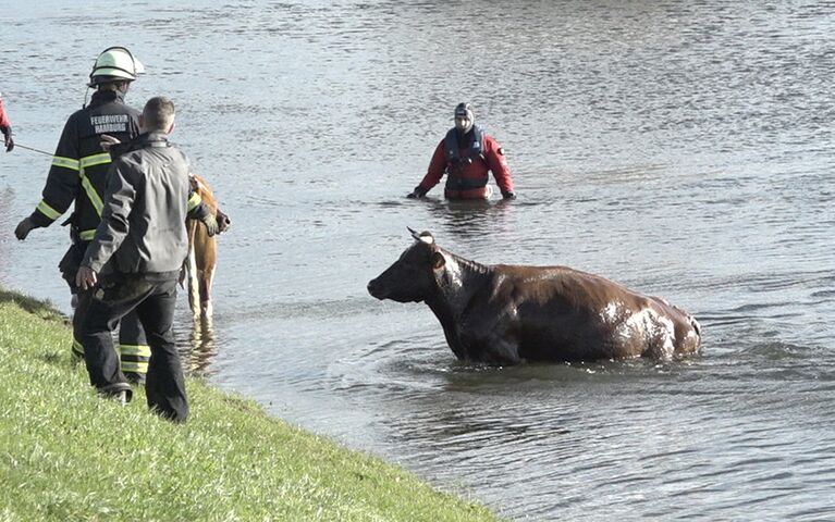 Пожарные спасают корову из реки Эльба под Гамбургом, Германия. 29 октября 2017 года