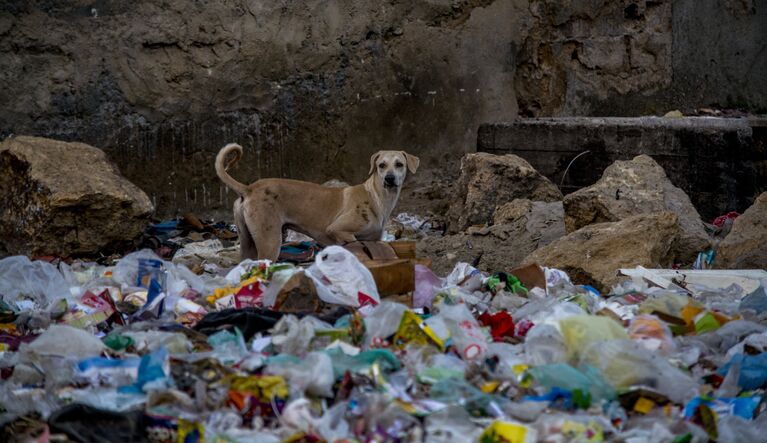 Syed Umer Hasan, Karachi Wildlife