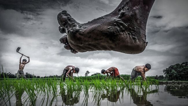 Sujan Sarkar. Paddy cultivation