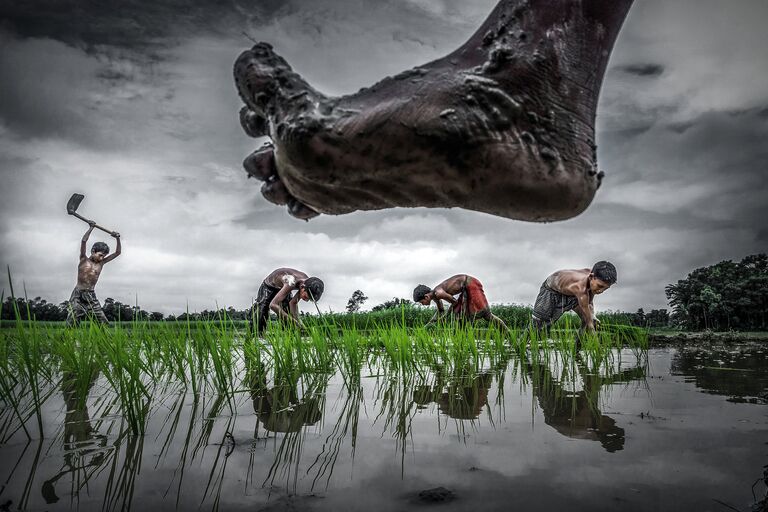 Sujan Sarkar. Paddy cultivation