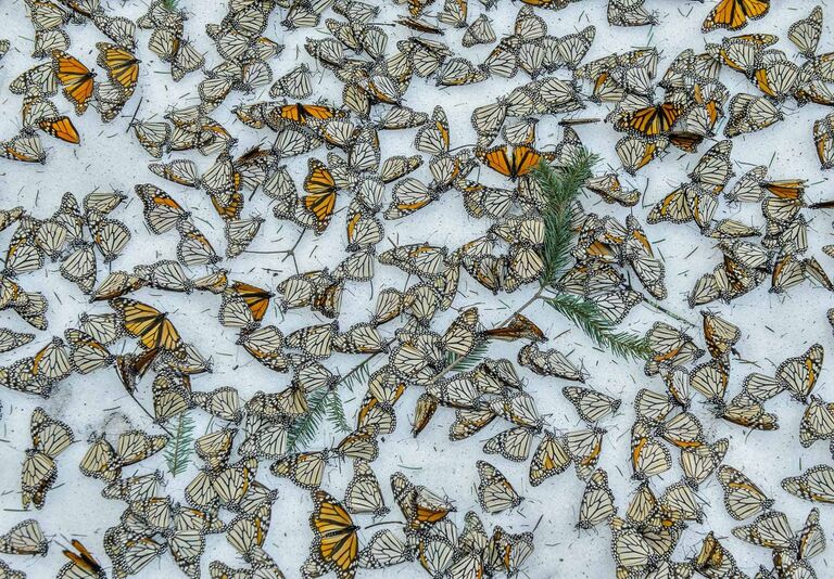 Jaime Rojo. Monarchs in the Snow