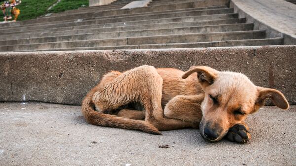 Бездомная собака. архивное фото