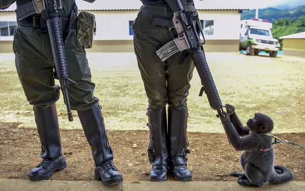 Обезьяна играет с винтовкой сотрудницы колумбийской полиции в Агуа-Бонита