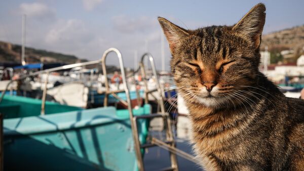 Кот на пирсе города Балаклавы в Крыму