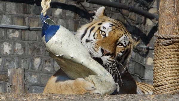 Амурский тигр Калининградского зоопарка. Архивное фото