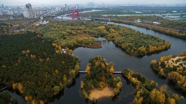 Самый крупный дятел появился в Серебряном бору