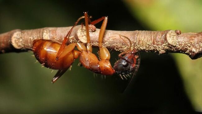 Грибок Ophiocordyceps превращает муравьев в зомби, напрямую управляя работой их мускулов